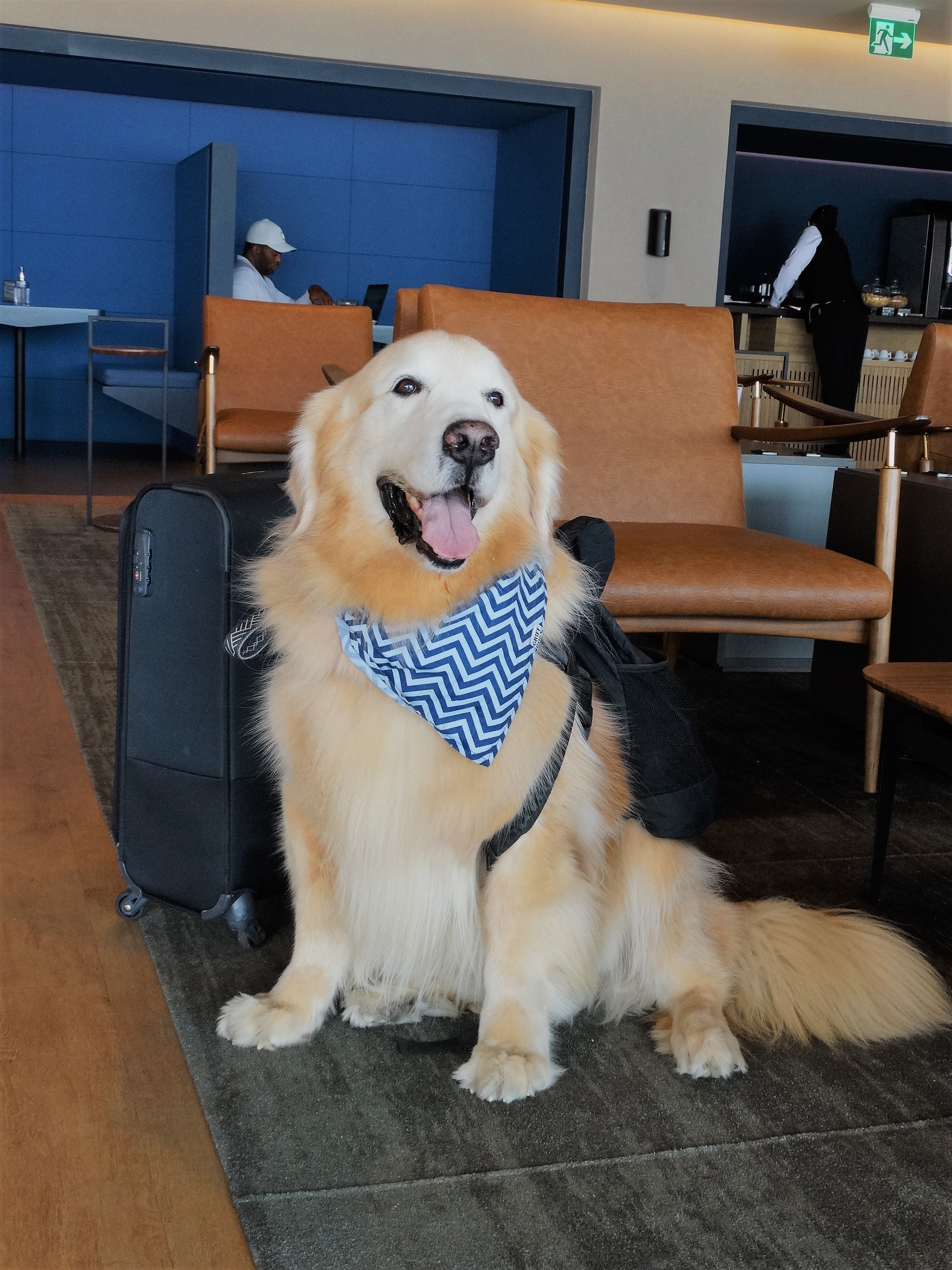 Plaza Premium Lounge é pet friendly