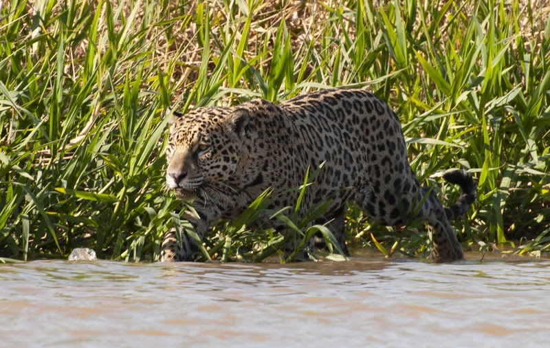 Remake de “Pantanal” levará mais turistas a região