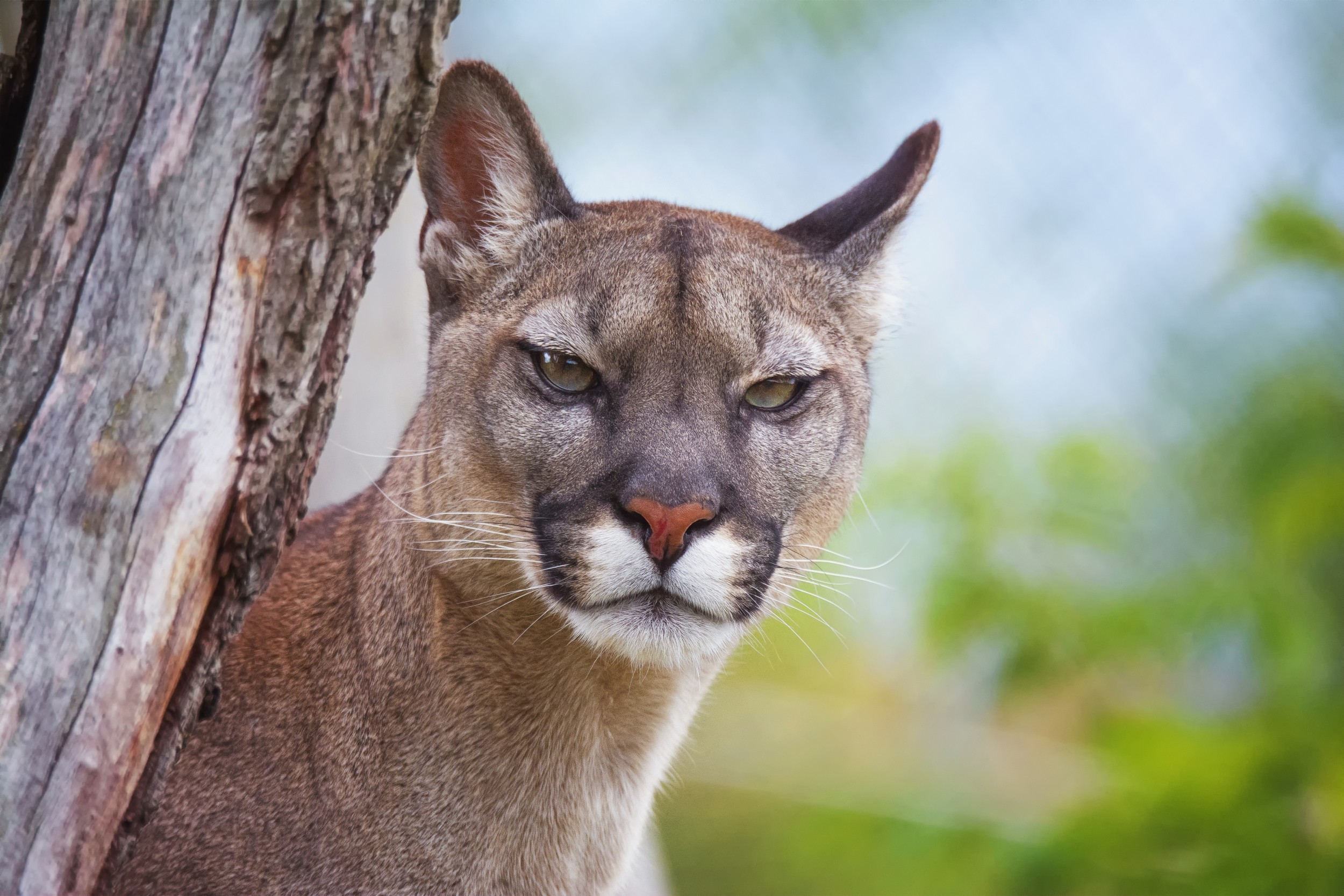 Parceria promove a conservação do puma ao fomentar o turismo responsável