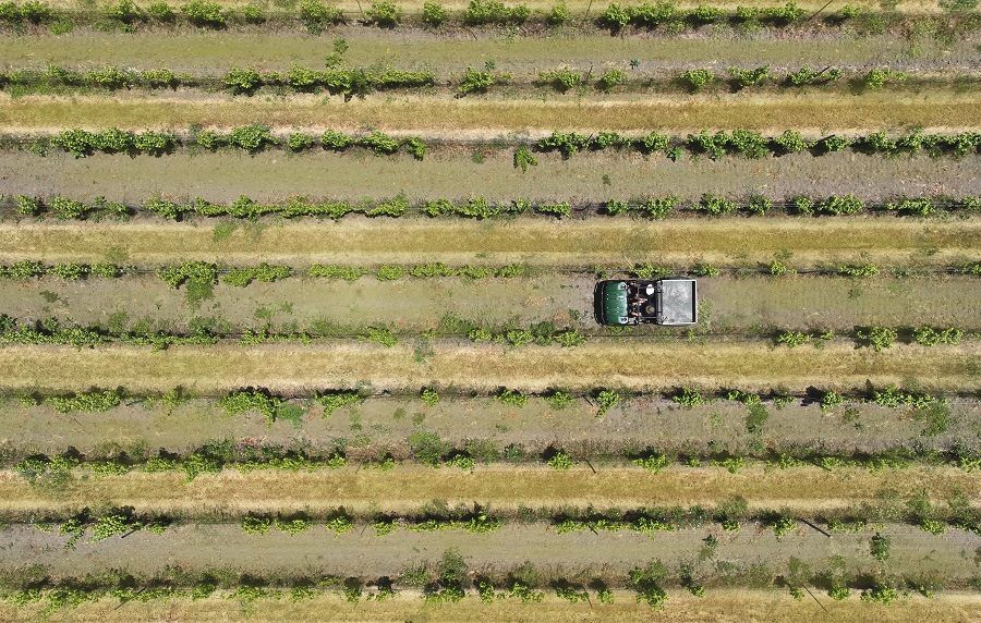 Vinícola chilena Matetic inicia colheita de uvas em fevereiro