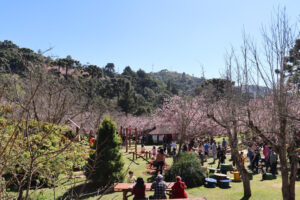 53ª Festa da Cerejeira em Flor de Campos do Jordão já tem data marcada