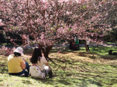 53ª Festa da Cerejeira em Flor de Campos do Jordão já tem data marcada