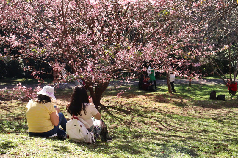 53ª Festa da Cerejeira em Flor de Campos do Jordão já tem data marcada