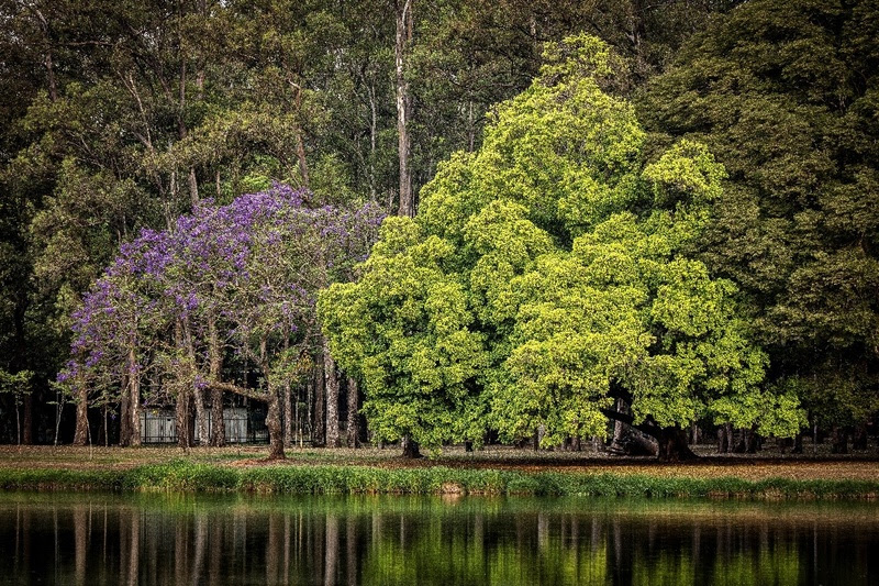 Concurso de Fotografia do Parque Ibirapuera premiará vencedores