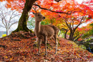 Japão no outono é temporada de cores deslumbrantes e tradições enriquecedoras