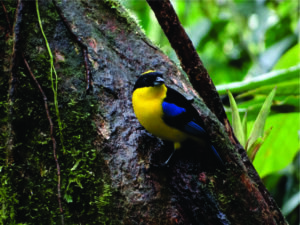 Condores, beija-flores e tucanos em Quito, uma meca da observação de aves com 542 tipos de aves