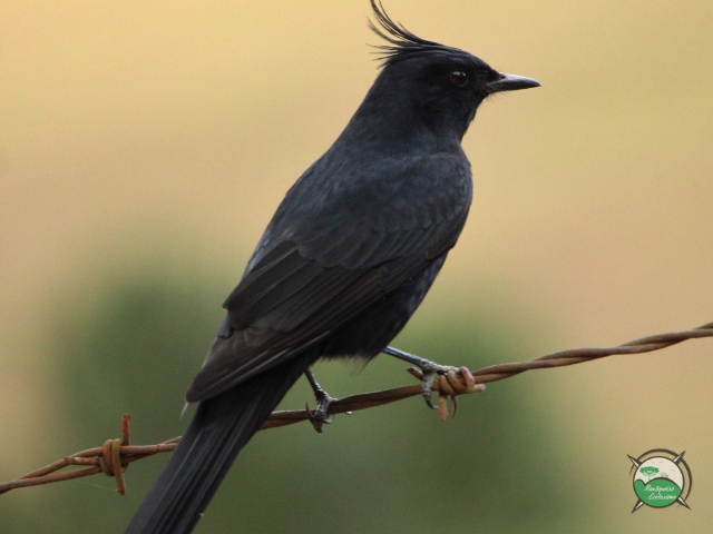 Birdwatching, opção de ecoturismo