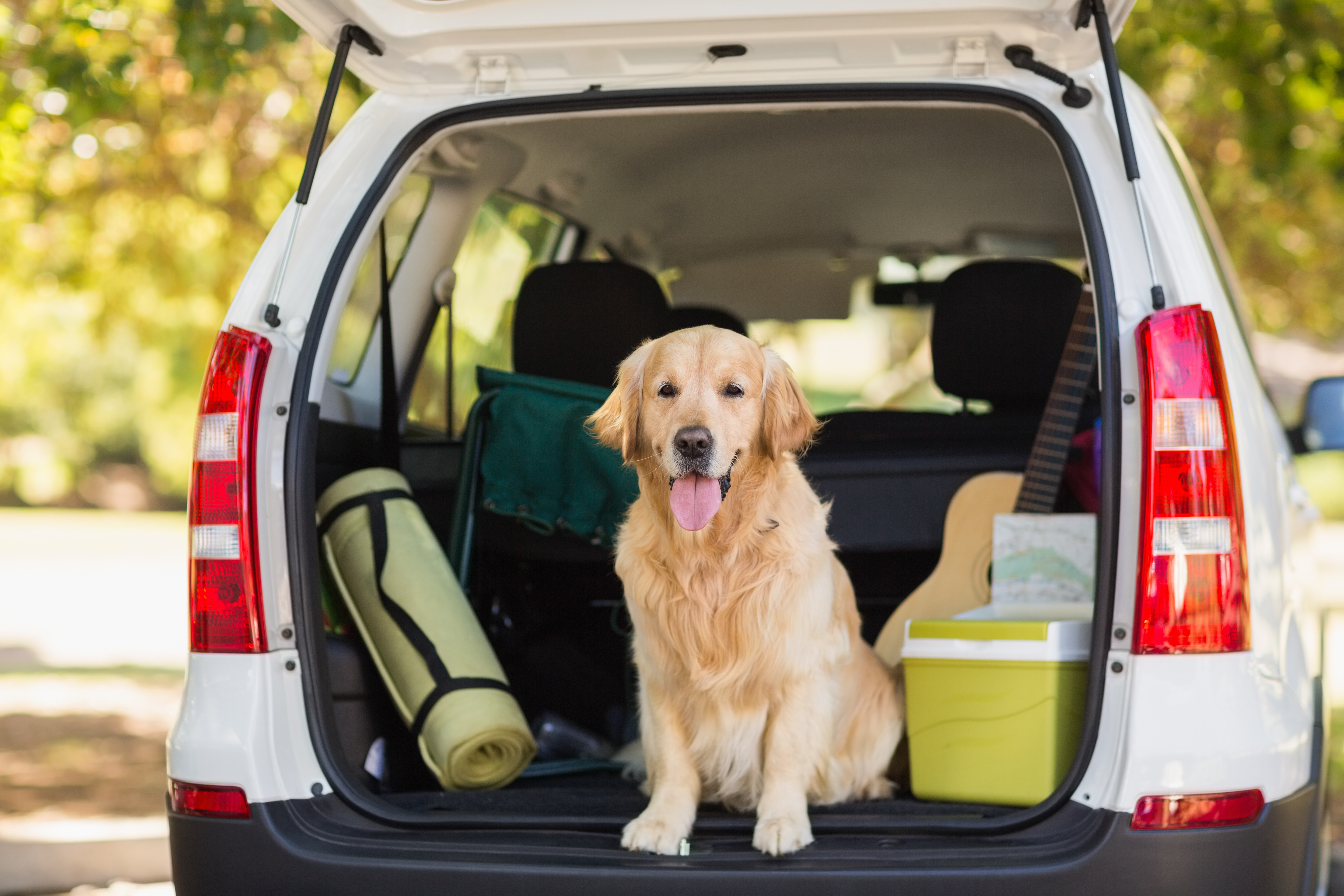 Como transportar seu cachorro da maneira certa