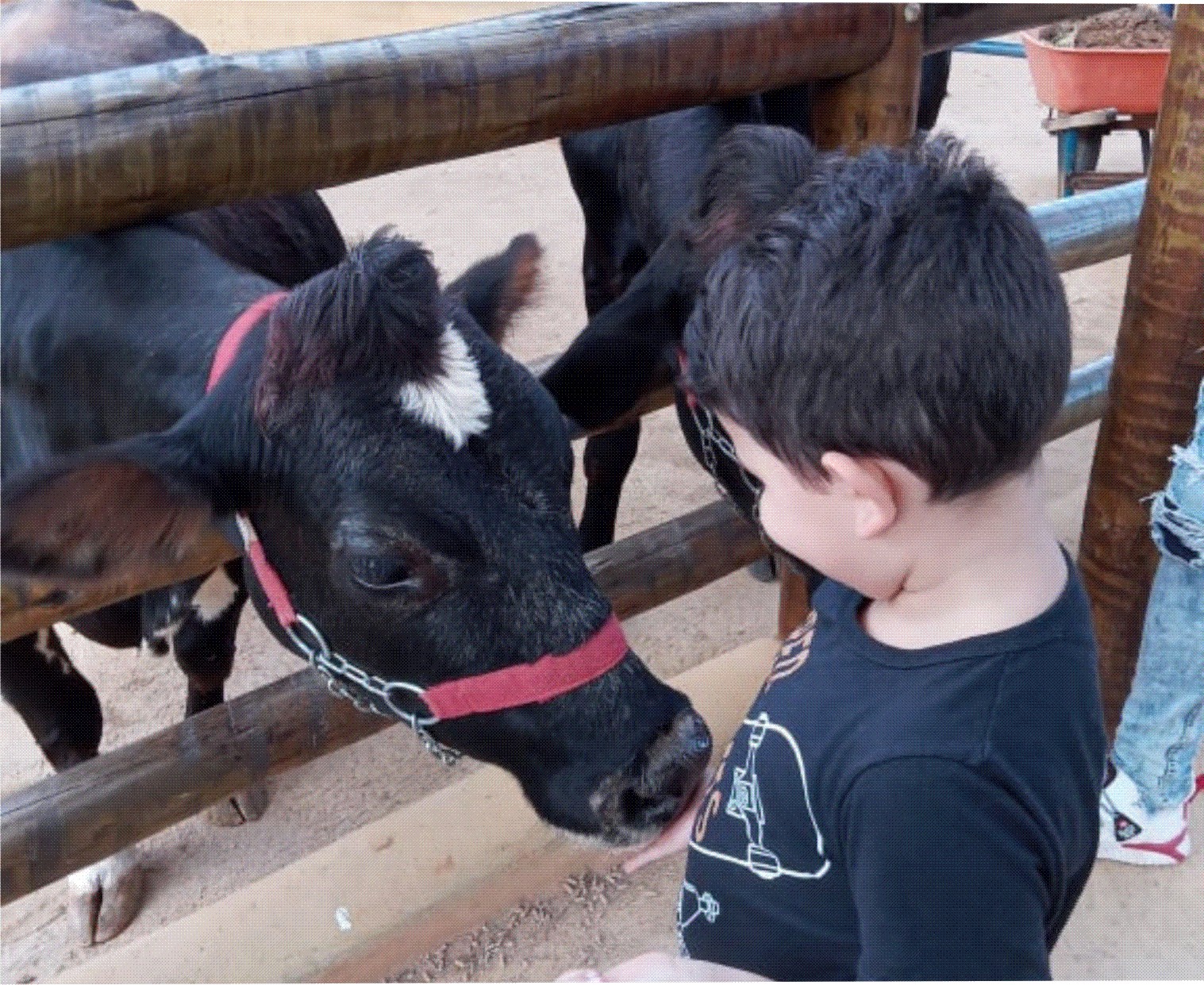 PET ZOO aproxima as crianças aos bichos da fazenda