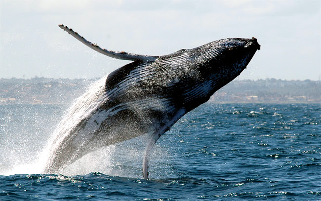 Já imaginou ver baleias jubartes de pertinho, em seu habitat natural, aqui mesmo no Brasil? É possível ver esses enormes e gentis animais da costa da cidade de Prado, na Bahia.